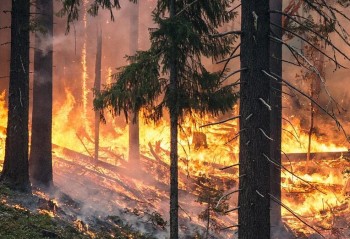 Waldbrandübung am 08. April im Bereich Hermannskogel - Cobenzl