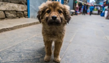 Tierleid vermeiden - Augen auf beim Tierkauf