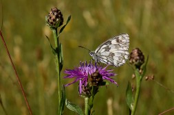Schmetterling