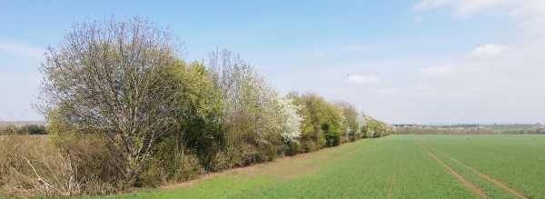 Windschutzhecke