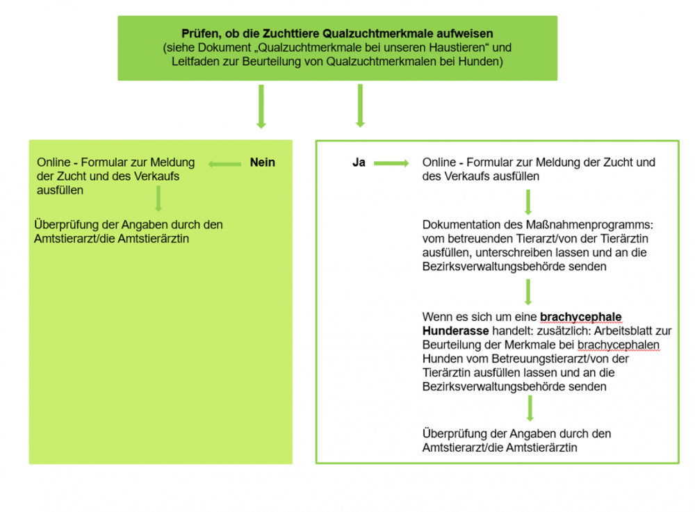 Ablaufschema zur Meldung der Zucht und des Maßnahmenprogramms