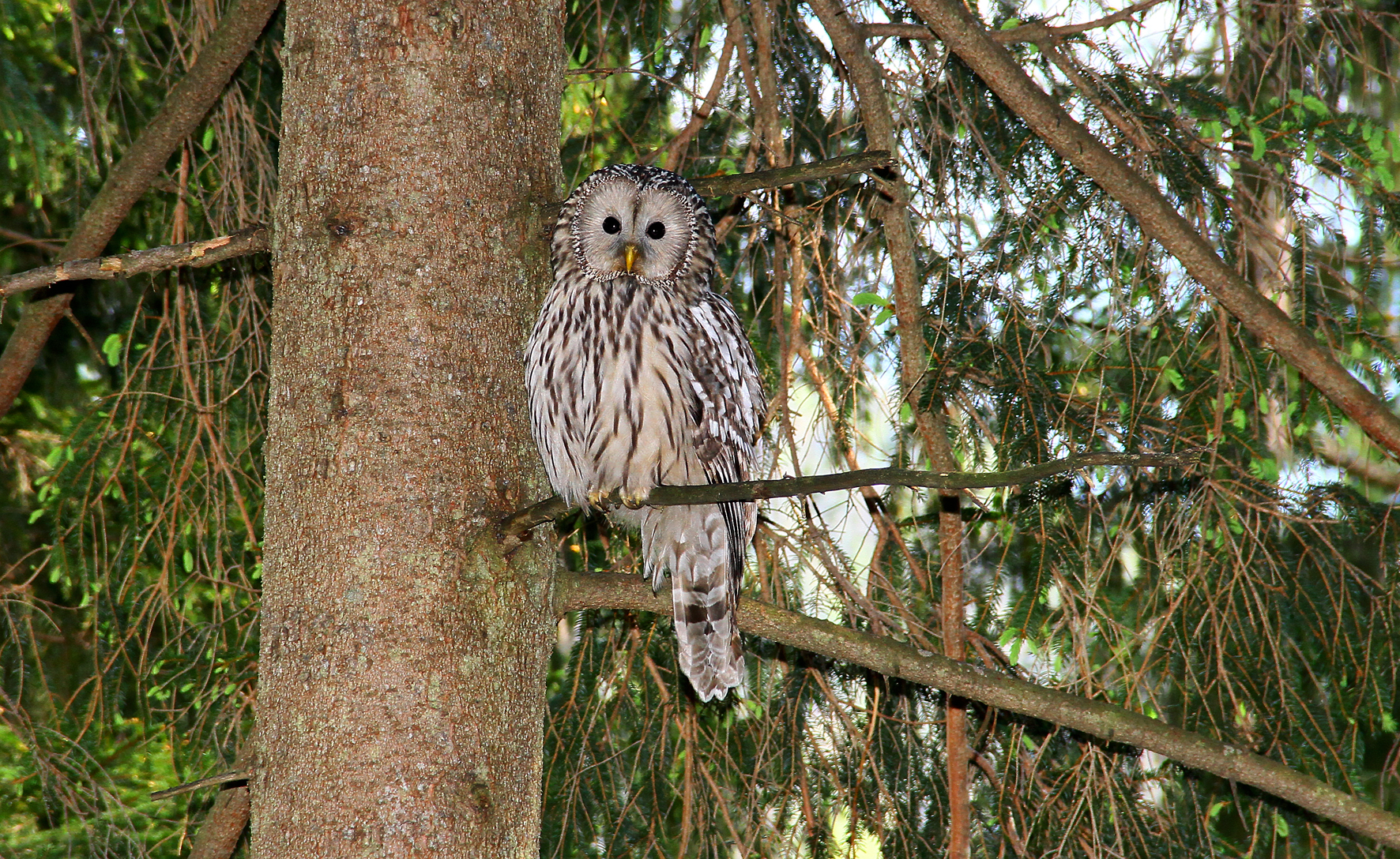 Habichtskauz auf einem Baum