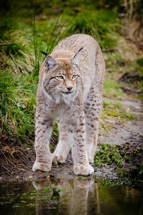 Luchs