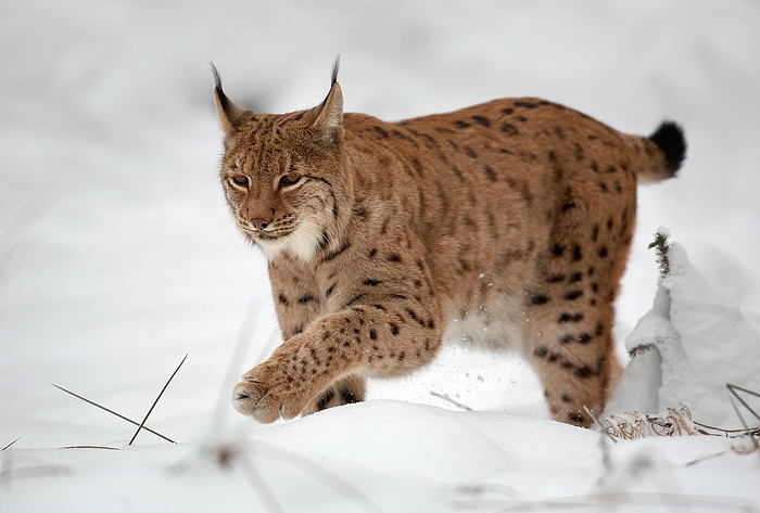 Luchs im Schnee