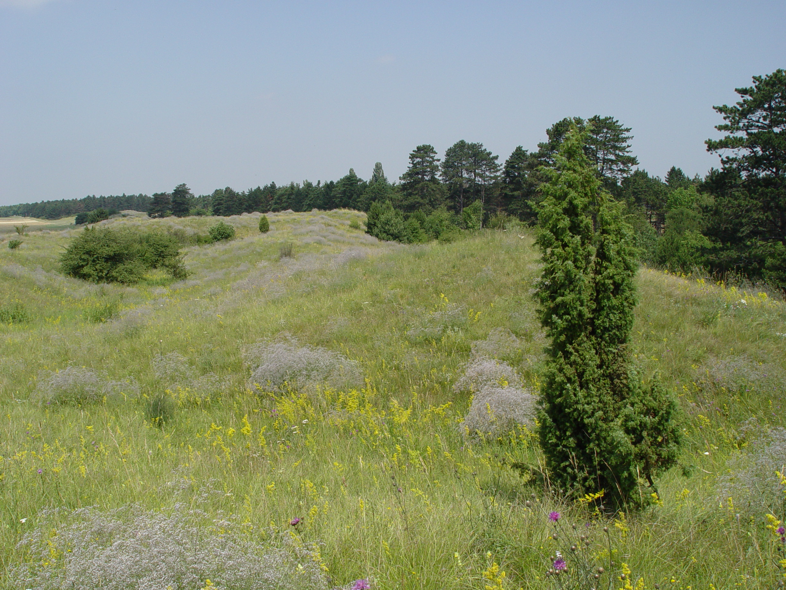 Sanddünen